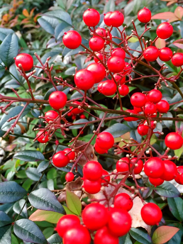 Xmas decoration decorative