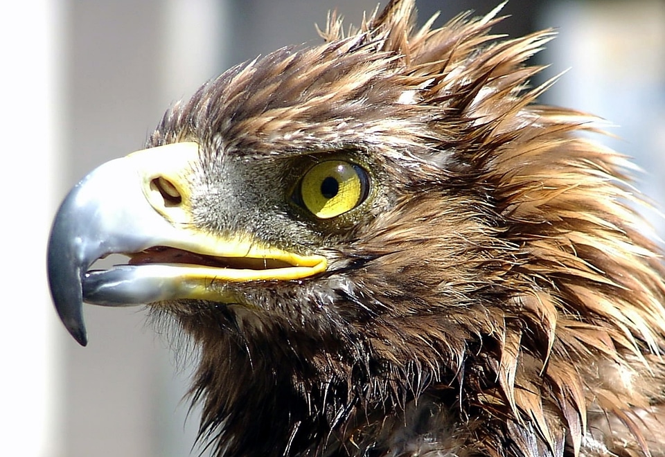 Close up head detail