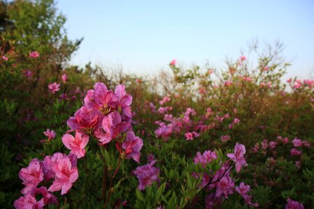 Korea spring april