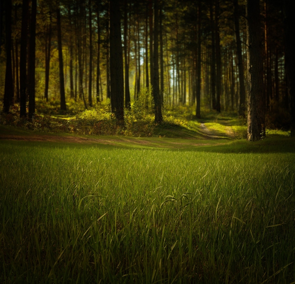 Grass green summer