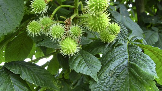 Plants horse chestnut tree photo