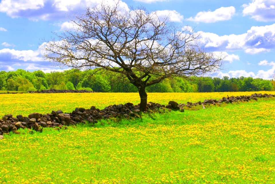 Oilseeds himmel countryside