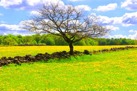 Oilseeds himmel countryside