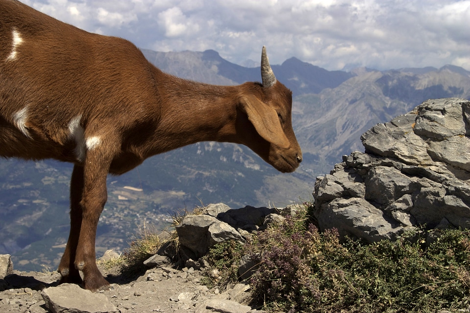 Animals goat baby biquette