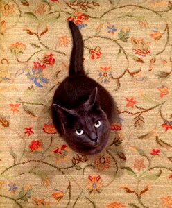 Pretty pet animal