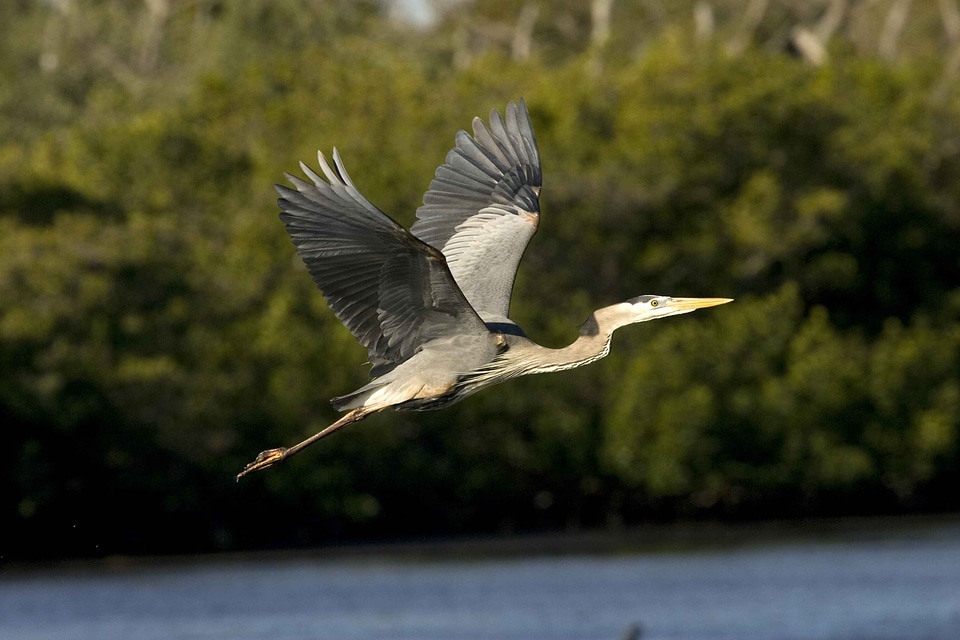 Blue herons great