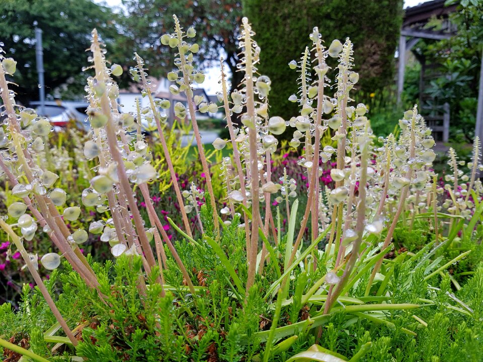 Nature plant flora