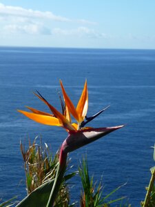 Caudata greenhouse bird of paradise flower exotic flower
