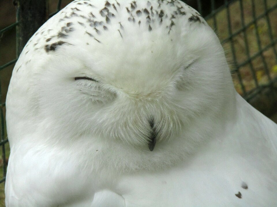 Expression predator night bird