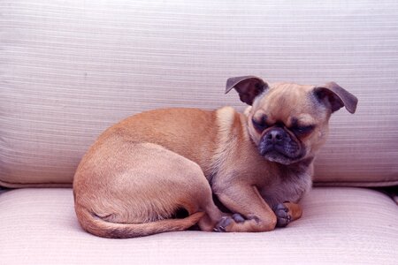 Canine chihuahua happy photo