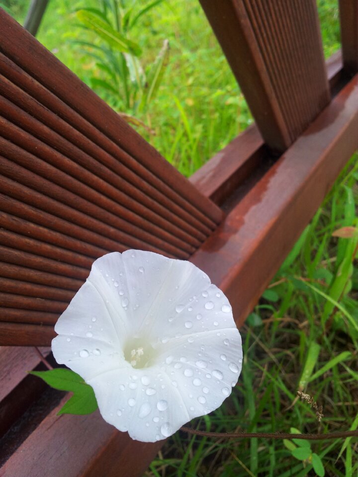 After plants nature