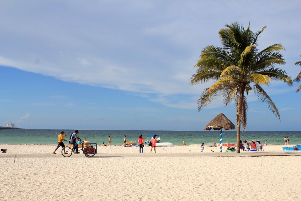 Beach palms blue