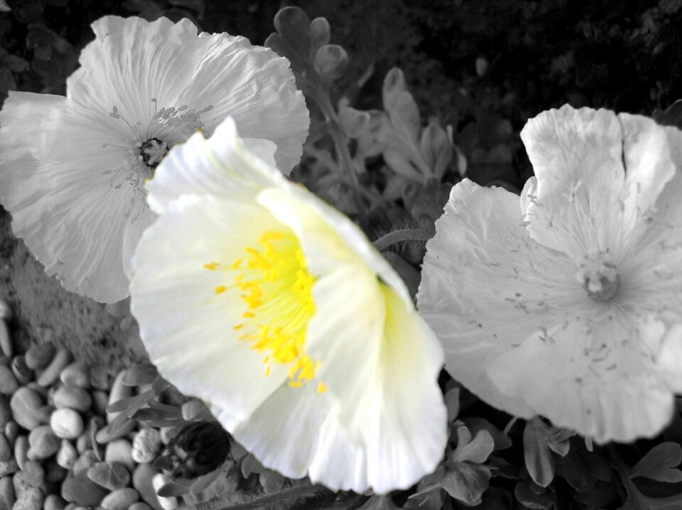 Poppy black and white background