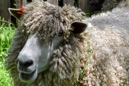 Livestock farm fleece