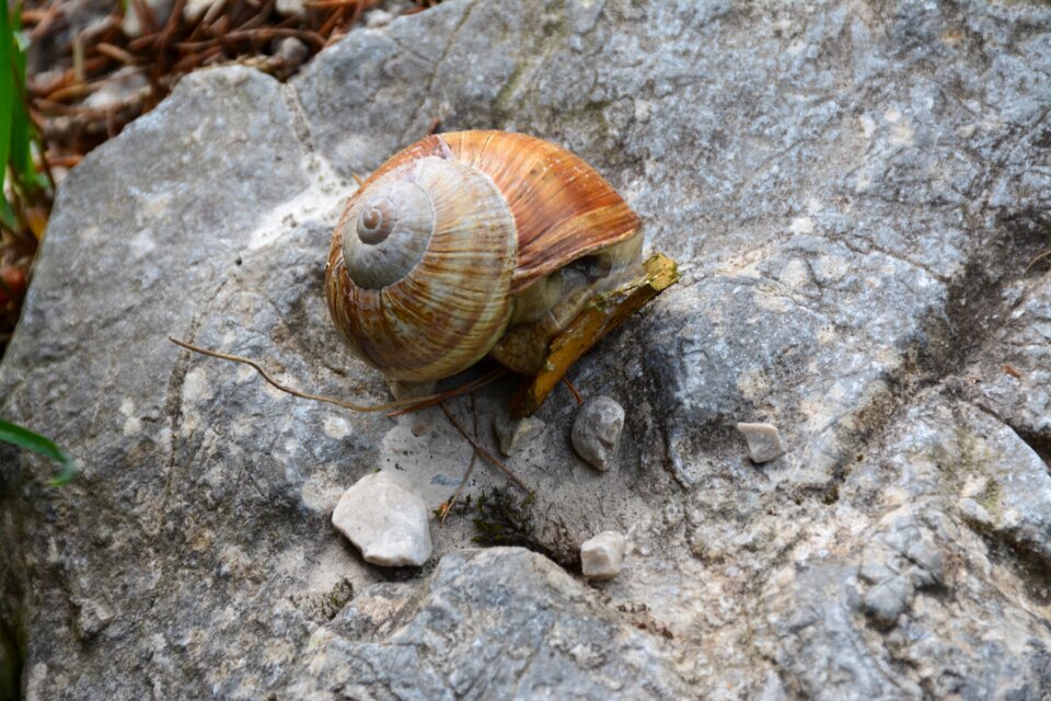 Snail mollusc nature