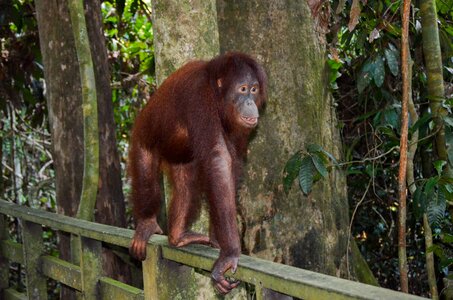 Arboreal wildlife borneo
