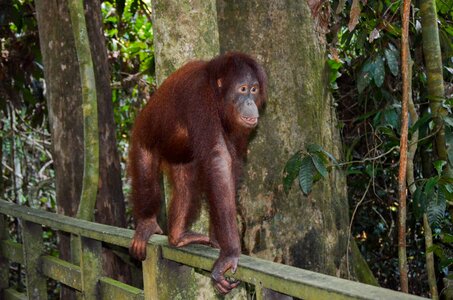 Arboreal wildlife borneo photo