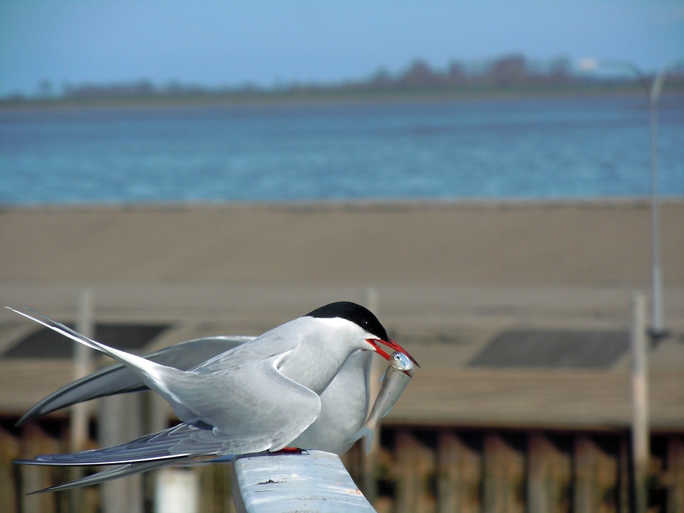 Tern balz bird