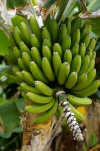 Banana banana plant green photo
