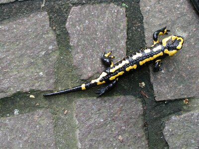 Nature fire salamander amphibian photo