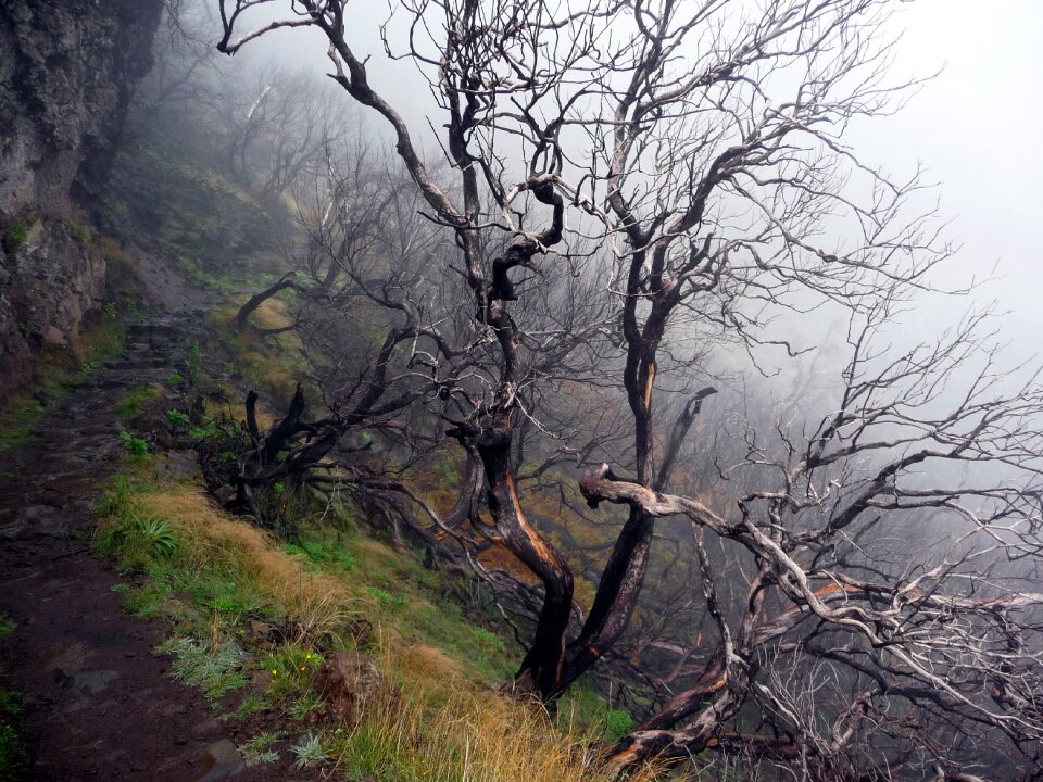 Spent forest dead tree dead trees