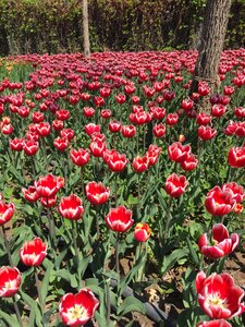 Tulip flowers beautiful