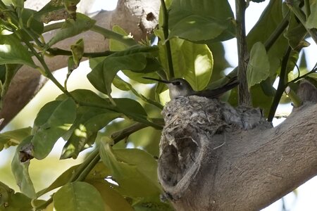 Bird mother female photo