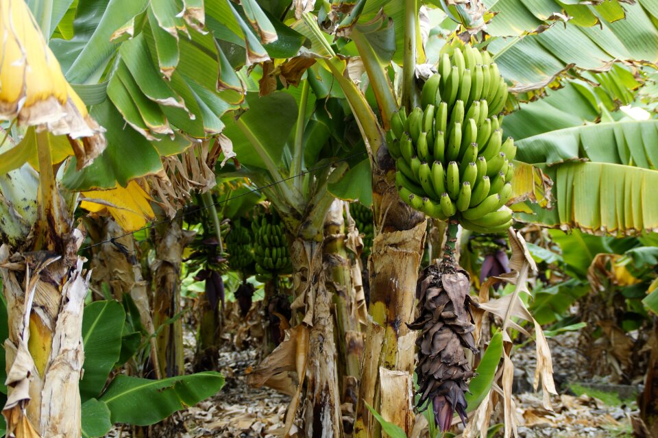 Banana banana plant green