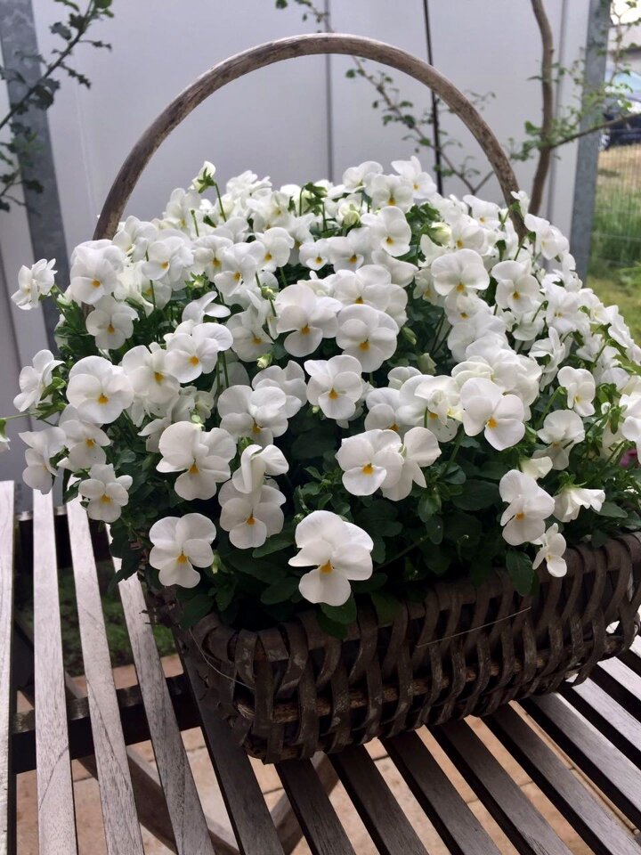 Flower white spring flower