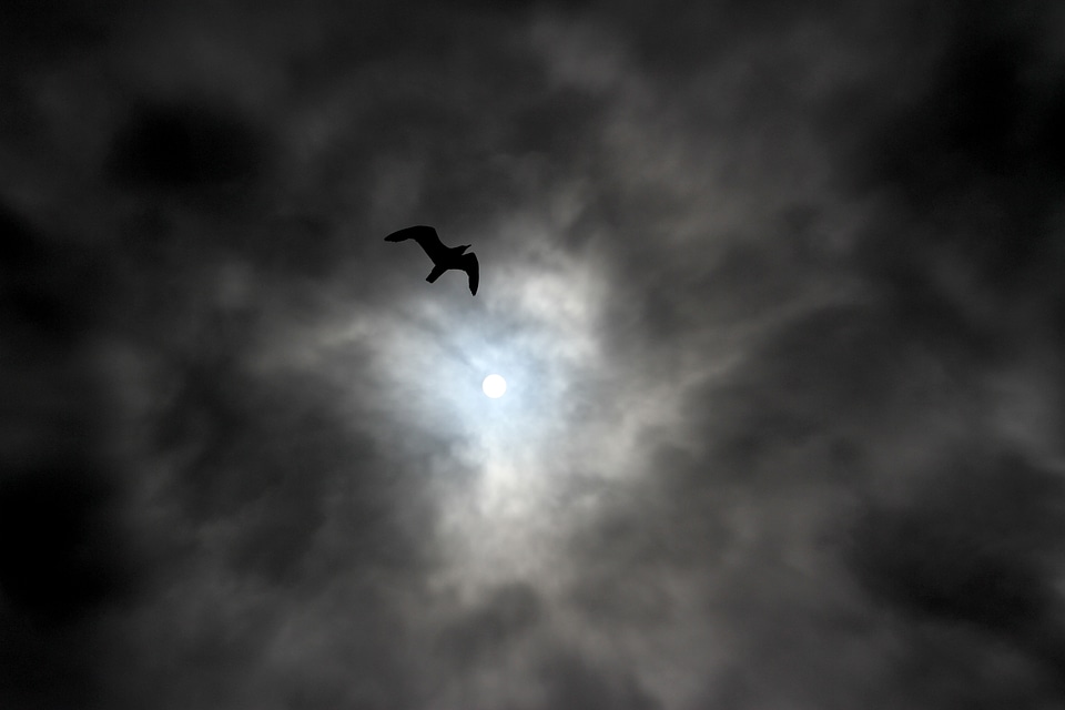 Calm tranquility bird