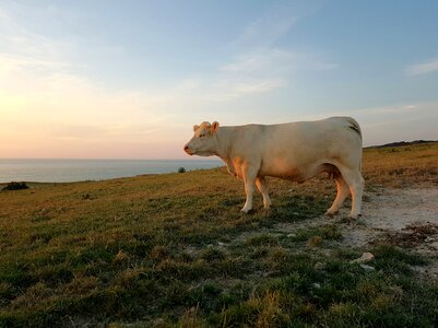 Landscape coast normandy