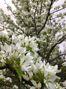 Spring blooming apple tree apple blossoms
