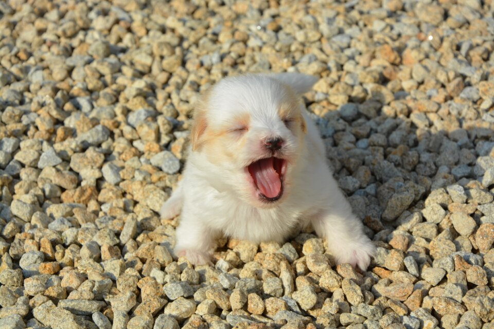 Pet hair long white