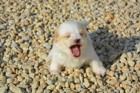 Pet hair long white