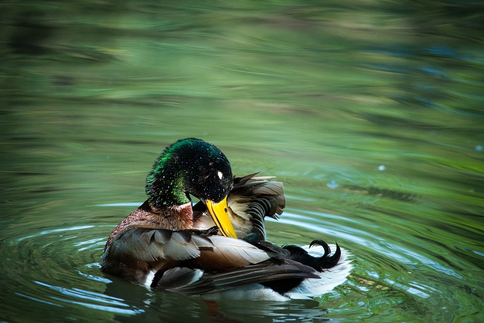Bird animal world clean