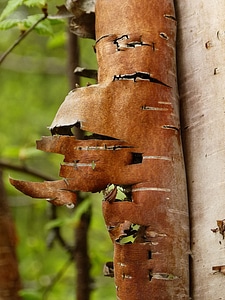 Tree nature forest photo