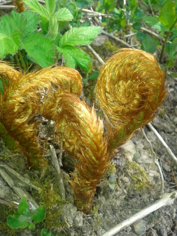 Plants fern nature