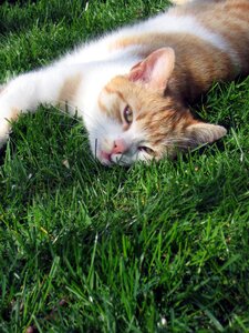 Tomcat grass peace photo
