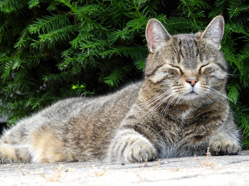 Concerns domestic cat sleepy