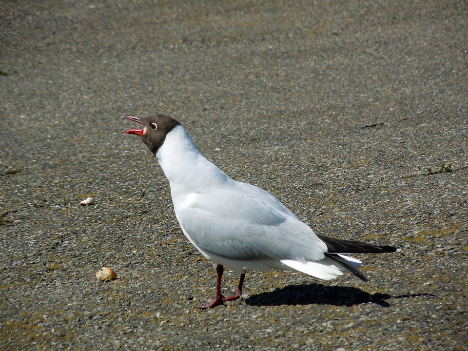 Tern mating call bird