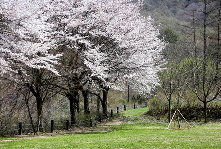Cherry blossoms tree landscape wood photo