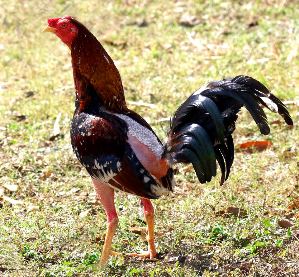 Animal farm livestock