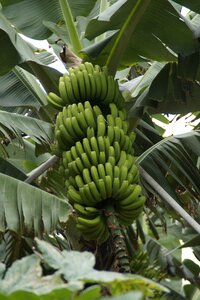 Banana banana plant green photo