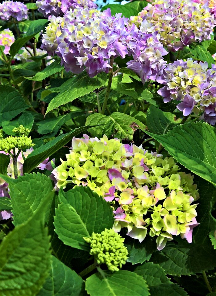 Green violet pink