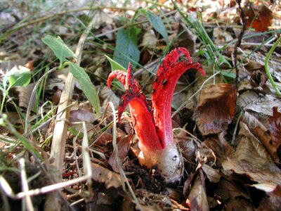 Mushroom cuttlefish fungus hexenei