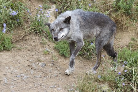 Wolf predator pack animal
