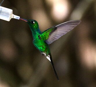 Feeder bird green photo