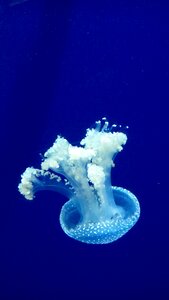 Venom underwater blue photo