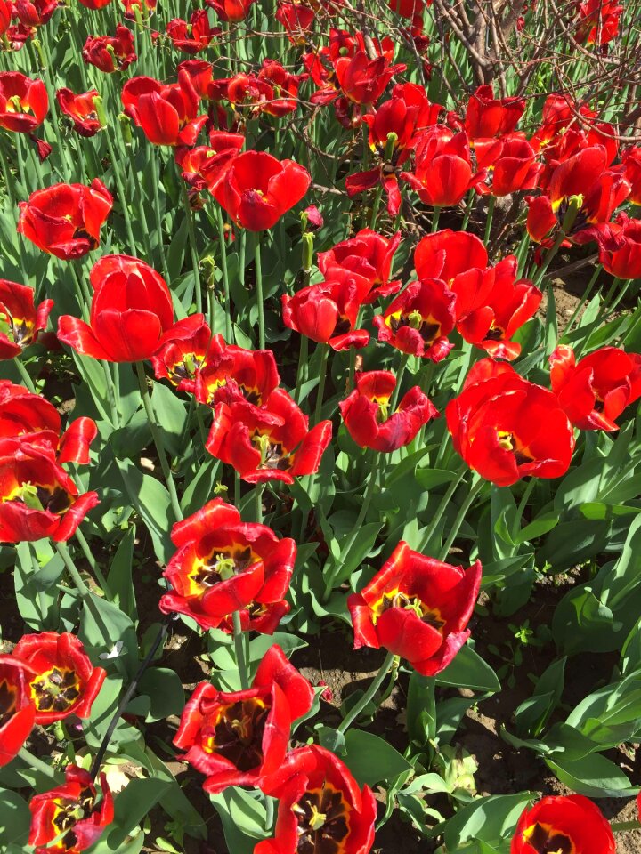 Tulip flowers love