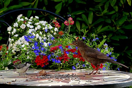 Turdus merola tit parus major